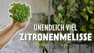 Entdecke das Geheimnis der Zitronenmelisse 🍋🔥 Unverzichtbar für jeden Kräutergarten [upl. by Melak]