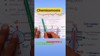 Chemiosmosis ATP energy atpChemiosmosis bioenergetics biology mdcat [upl. by Yemrots]