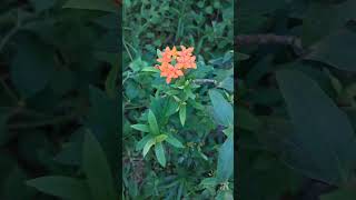 🧡 agrihortivlogs agrivlog flowers horticulture agriculture vivasayam farmers tamiltrending [upl. by Lukas]