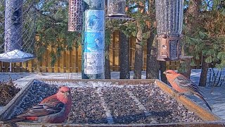 Pine Grosbeak Sighting Two Males Are First To Visit With Flock Of Evening Grosbeaks – Nov 7 2023 [upl. by Fidelas561]