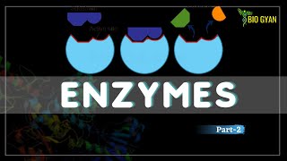 Enzymes part2 II Properties and mechanism of enzyme action [upl. by Airamana]