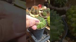 Harvesting seedpods from a gymnocalicium Inermis cactus plantsmakepeoplehappy gymno [upl. by Wilhelmina]