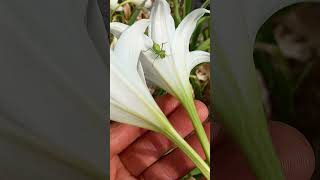 Mantide Religiosa nel fiore di Crinum [upl. by Esilanna268]