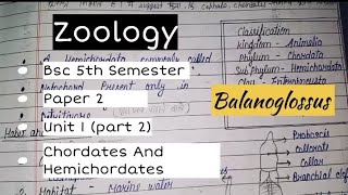 Bsc 5th semester  zoology  Paper 2  unit 1st part 2  Study of BALANOGLOSSUS  Groupstudy [upl. by Ballinger]