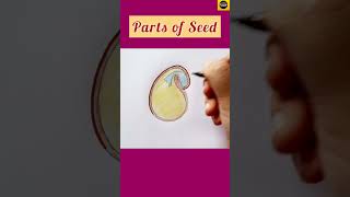 How to draw quotParts of seed quot diagram in easy way for beginners  Dicot seed  TheDrawingAcumen [upl. by Ayak]