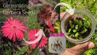 How to germinate gerbera seeds  Babandasia from seeds gerbera seed propagation  Part 01 [upl. by Weidner118]