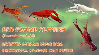 Red Swamp Crayfish Lobster air tawar yang memiliki varian warna merah orange dan putih [upl. by Bajaj]