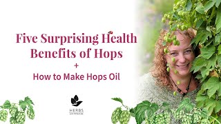 Medicinal Hops Benefits  Humulus lupulus  Hops Oil Recipe [upl. by Anibur]