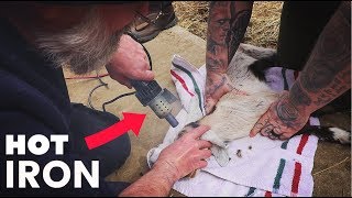 A Vet Demonstrates How To Disbud a Baby Goat [upl. by Lipp360]