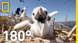 Pirate Birds’ of the Tropics 180  National Geographic [upl. by Alfredo817]