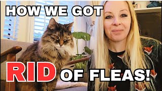 How We Got Rid Of Fleas My Step By Step Blueprint [upl. by Naaman775]