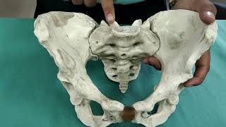 Gynacoid pelvis  maternal pelvis full explanation for practical exam in hindi [upl. by Ahsiri]