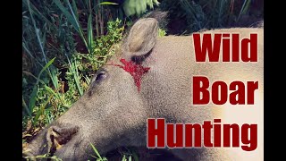 Vanatoare la mistret  Wild Boar Hunting 200 meters [upl. by Eiresed]