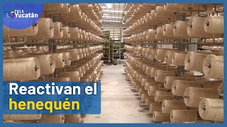 🌱El HENEQUÉN en YUCATÁN es REACTIVADO y así nos beneficia✅  TELE Yucatán [upl. by Alanna]