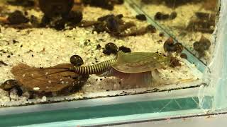 Triops Mauritanicus [upl. by Celka]