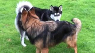 Dogs establishing rank and dominance posturing behaviour to avoid conflict [upl. by Lishe272]