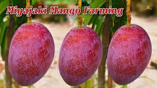 Miyazaki Mango Farming  world ka expensive Mango Hai  9734307077 plant Available [upl. by Howland]