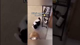 Funny animals 🤣😂  cat comicalpets funnyanimals funny laughoutloudpets funnypets cuteanimals [upl. by Ajiat934]