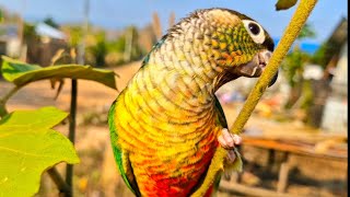 Yellow sided conure I bite and eat branches  green cheek conure sound [upl. by Naraj75]