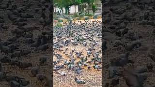 Fedding birds in park short viral video trending short viral [upl. by Eidaj937]