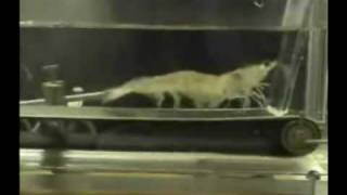 Shrimp Running on a Treadmill To Eye Of The Tiger [upl. by Giacamo]