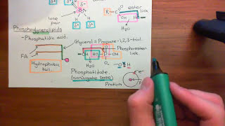 Phospholipase C Gamma Enzymes Part 1 [upl. by Ennaeiluj878]