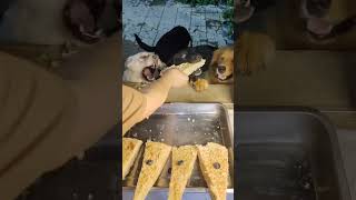 Dog Eating Chicken Pie  Labrador Mukbang [upl. by Elleinnod]