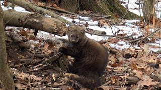 Trapping Furbearers  Hunters Trapline 2017 [upl. by Rohclem]