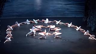 Het Zwanenmeer 2017  Shanghai ballet [upl. by Way418]