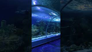 waterlife Jeddah Aquarium [upl. by Darcie616]