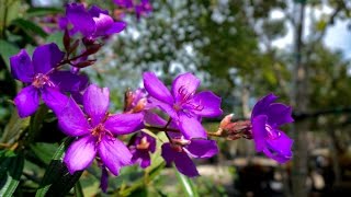 Tibouchina granulosaFlowering Tree for sale in South Florida [upl. by Naro]