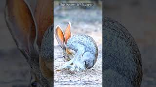 Antelope Jackrabbit [upl. by Iat]