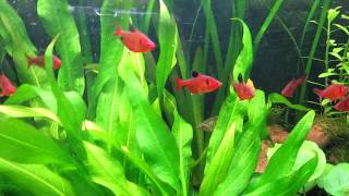 Species Info Serpae Tetra Red Minor Tetra [upl. by Aicena105]