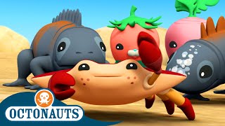 ​Octonauts  The Red Rock Crabs  Season 3  Full Episodes  Cartoons for Kids [upl. by Odnalo142]