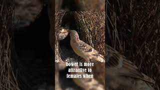 Bowerbirds Love Decorating [upl. by Carlo129]