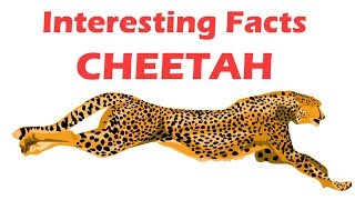 Cheetah facts for kids  facts about cheetah for children  Simply Elearn Kids [upl. by Philip]