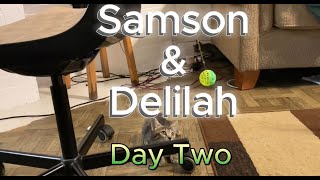 Samson amp Delilah Day 2 [upl. by Garmaise]