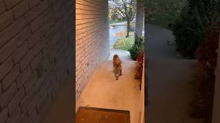 Dog and the doorbell dog scoob funny [upl. by Wallis98]