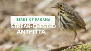 Streak chested Antpitta Hylopezus perspecillatus [upl. by Minsk]