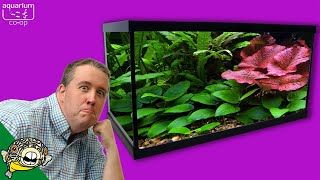 TOP 5 Beginner Aquarium Plants [upl. by Charity497]