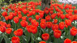 Keukenhof Pays Bas [upl. by Nnyroc]