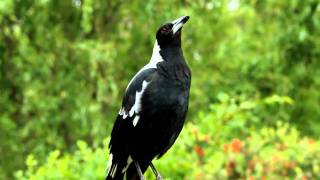 Australian magpie singing [upl. by Ednarb]