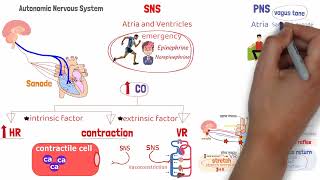 المحاضرة 6 كورس الفيسيولوجي Physiology CVS Lecture  6   cardiac output  SV  EDV  ESV [upl. by Yedoc303]