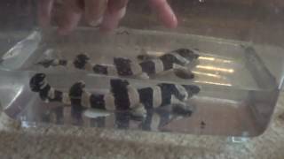 Hatching a Bamboo Shark [upl. by Alket]