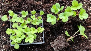 Growing Strawberry plants From Seed Sowing To Planting Them In The GardenVertical Planter [upl. by Notecnirp814]