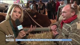 ANIMAUX  LArmoricaine une race Bretonne à préserver [upl. by Granoff]