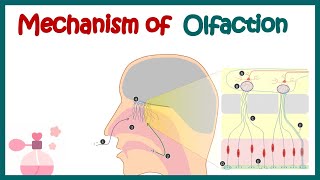 Olfactory System Anatomy and Physiology  Mechanism of olfaction  Olfactory receptor neurons [upl. by Job]