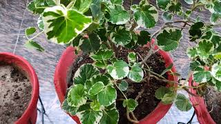 How to grow and care Aralia Plant [upl. by Akeenat]