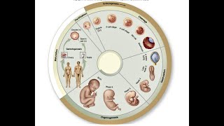 HISTORY OF EMBRYOLOGY [upl. by Arlyne]