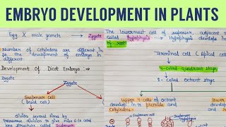 embryo development in plants  embryo development in dicot plants  plant embryo [upl. by Nani967]